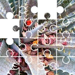 Spiky Succulent Disney Puzzles Herbaceous Perennials Puzzle Board