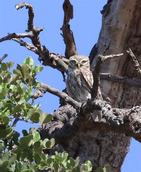 Steinkauz Steinkauz Athene Noctua C Nadine R Hnert Naturgucker