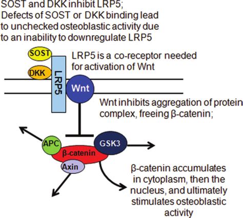 Diagram Illustrates The Wnt Signaling Pathway All Endosteal