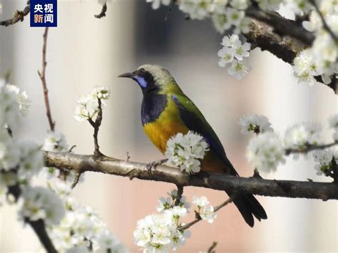 湖北五峰后河保护区首次拍摄到橙腹叶鹎 极目新闻