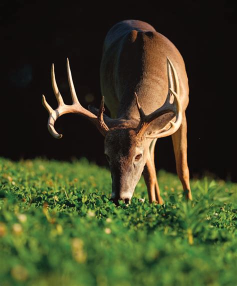 Whitetail Institute