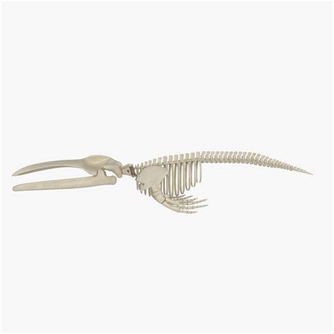 Blue Whale Skeleton Dolphin Skeleton 3d Model 149 Max Xsi Obj