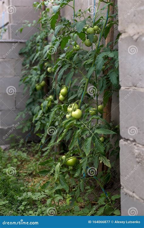 Tomates Verdes Sin Madurar En Un Invernadero Rural Imagen De Archivo