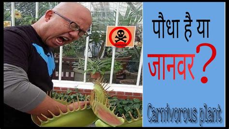 Can A Carnivorous Plant Eat Humansthe Biggest Carnivorous Plant Youtube