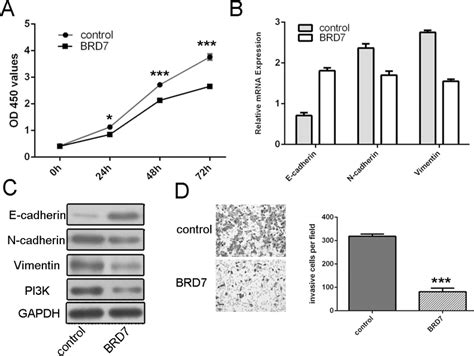 Mir 300 Promotes Cell Proliferation And Invasion By Targeting