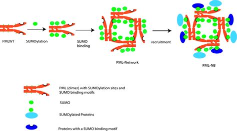 The Mechanisms Of PML Nuclear Body Formation Molecular Cell