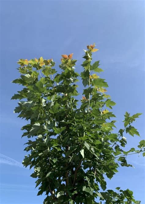 Acer Rubrum Scanlon Baumschule Frank