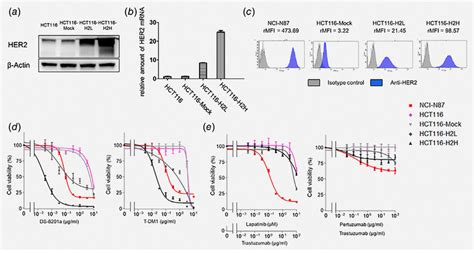 Establishment And Drug Sensitivity Of HCT116 Isogenic Cell Lines