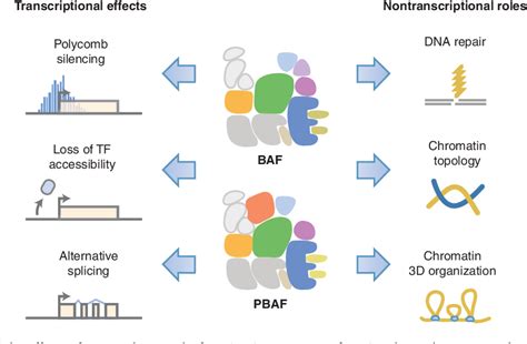 Figure From The Many Roles Of Baf Mswi Snf And Pbaf Complexes In