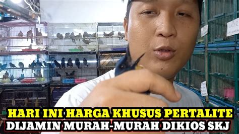 Harga Seperti Pertalite Dijamin Murah Update Harga Burung Hari Ini