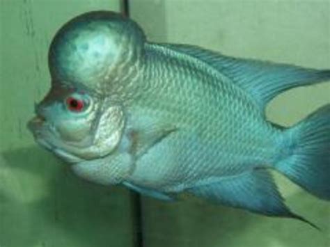 Cichlasoma Sp Thai Silk Flowerhorn