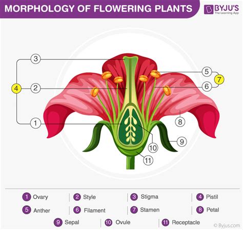 Reproduction In Flowering Plants Diagram