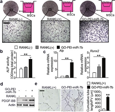 Go Pei Mir B Preserved Poc Induce Osteogenesis And Angiogenesis A