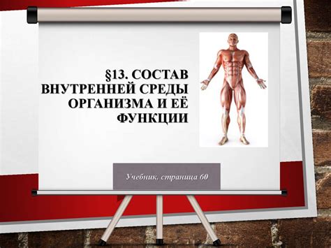 Состав внутренней среды организма и её функции - презентация онлайн