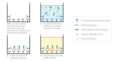 1. Simplified scheme of the basic principle of the ELISA assay (adapted ...