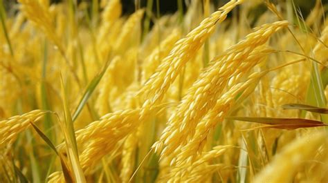 Gold Rice In The Field Background, Ears Of Rice Turning Yellow, August Hd Photography Photo ...