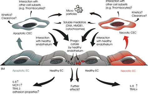 Interactions Of Apoptotic And Necrotic Circulating Endothelial Cells