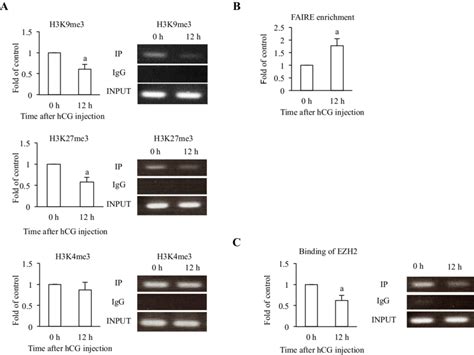 Histone Modifications Chromatin Structure And Binding Activity Of Ezh2