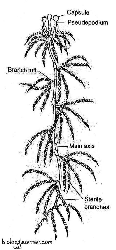 Sphagnum Distribution Structure Reproduction