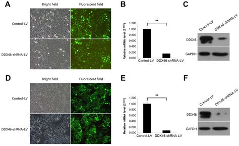 Knockdown Of Ddx46 Inhibits Proliferation And Induces Apoptosis In