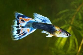 Guppy Types and Species | LoveToKnow Pets