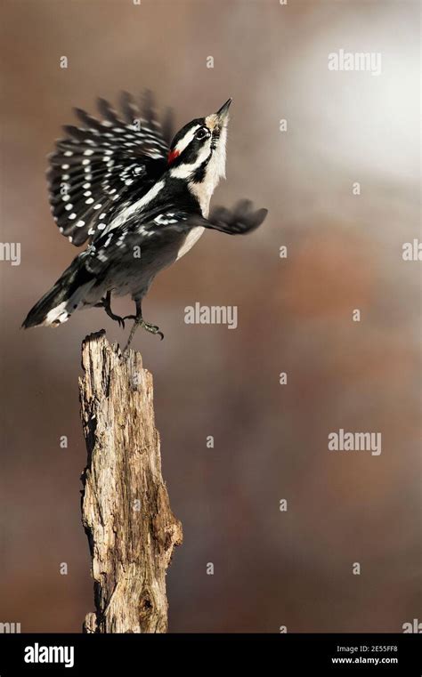 Downy Woodpecker Flight Stock Photo Alamy