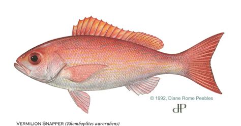 Vermilion Snapper Fwc