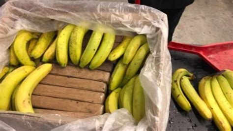 Droga Nel Carico Di Banane DallEcuador 24 Chili Sequestrati Al Porto