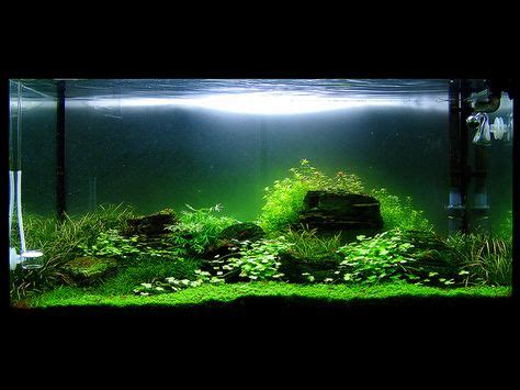 Top 10 aquascape ideas and inspiration