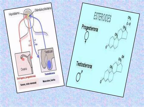 Las Hormonas Sexuales PPT