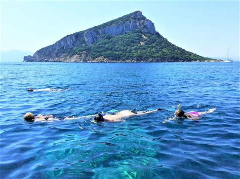 Olbia Excursi N De Avistamiento De Delfines Con Snorkel En La Isla De