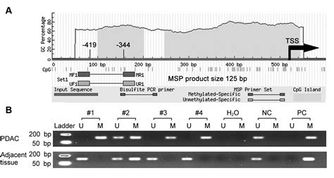 Figure 1 Epigenetic Regulation Of Apaf 1 Through Dna Methylation In