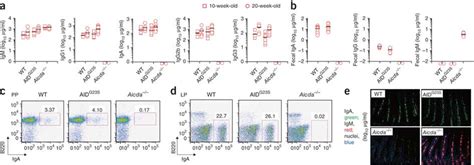 Immunoglobulin Concentrations In The Serum And Feces Of Aidg S Mice