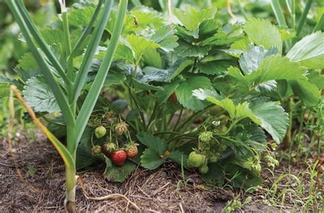 Planting Strawberries In The Spring