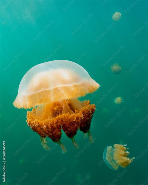 Jellyfish Lake In Palau Is An Enclosed Marine Lake Containing Millions