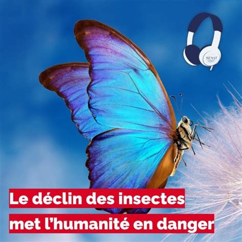 Stream Le déclin des insectes met lhumanité en danger by Senat fr