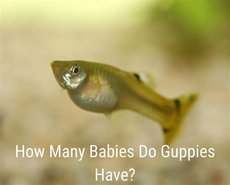 Guppy Fish Breeding Video