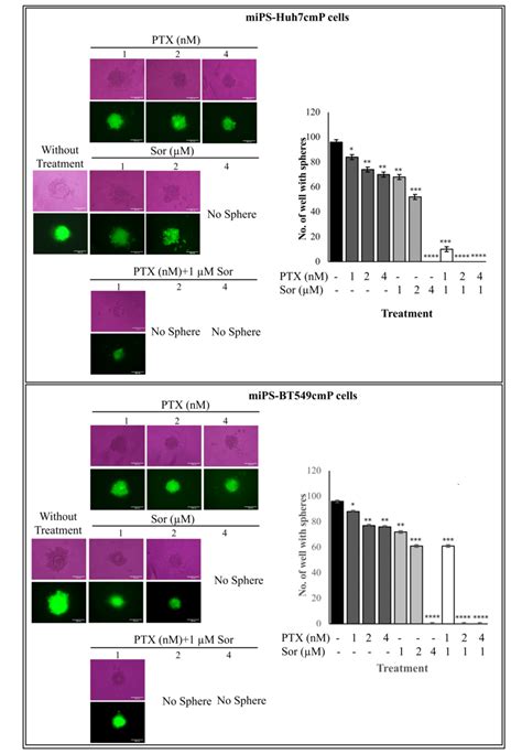 Sphere Formation Assay From Mips Huh7cmp And Mip Bt549cmp Cells Sphere