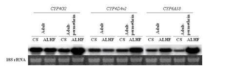 Northern Blot Analysis Of Differentially Expressed Patterns Of Cyp G