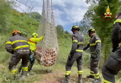 Vitello Cade In Una Scarpata Salvato Dai Vigili Del Fuoco Veratv History