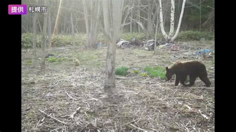 札幌市南区でクマ1頭を駆除 山に帰る様子を見せず人里接近3月から付近で出没を繰り返していた個体か 北海道ニュース Uhb Uhb