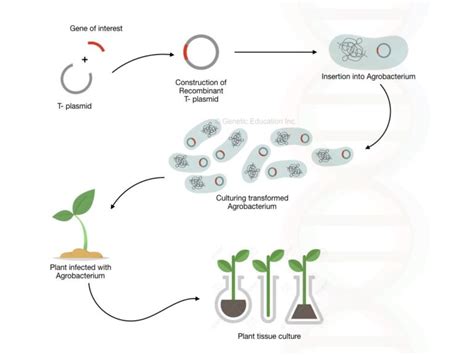 What Is Genetic Engineering Definition Types Process And Application