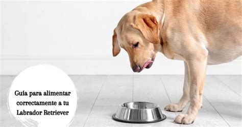 Gu A Para Alimentar Correctamente A Tu Labrador Retriever