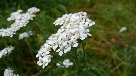 Achillea Millefolium Krwawnik Darmowe Zdj Cie Na Pixabay Pixabay