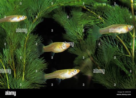 Mosquito Fish Gambusia Affinis Stock Photo Alamy