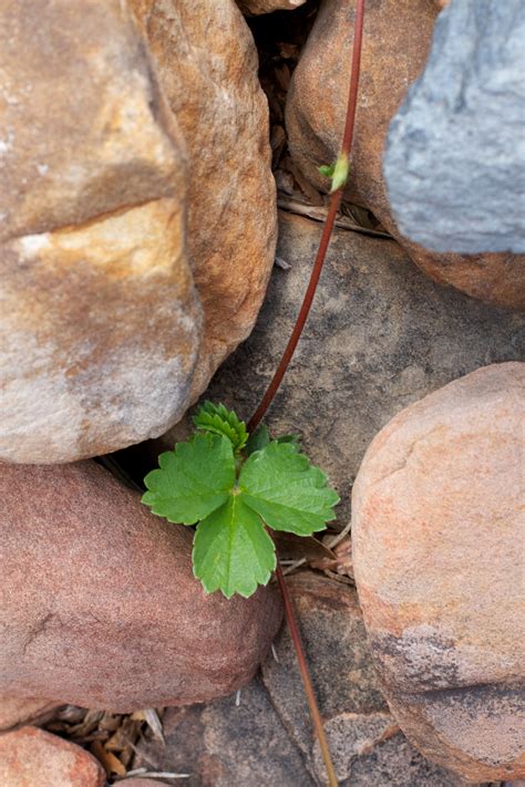 Free Images Rock Plant Wood Leaf Flower Food Green Produce