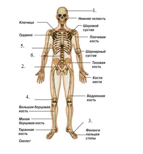 5. Назовите (отмеченные цифрами) отделы скелета человека на рисунке ...