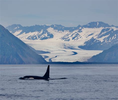 Seward Wildlife Tours: Whale Watching, Wildlife & Glacier Tours | Tours