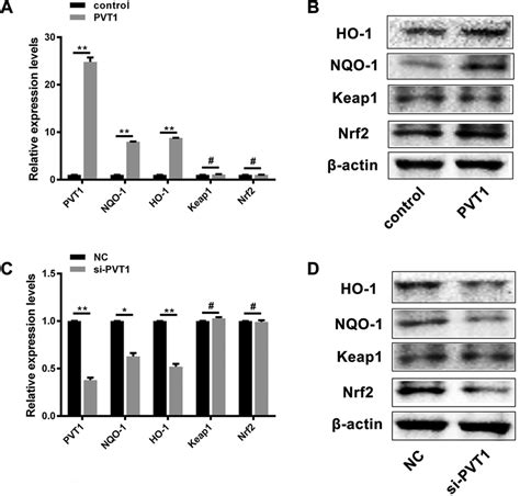 PVT1 Can Activate The Expression Of Drug Resistance Associated Genes A