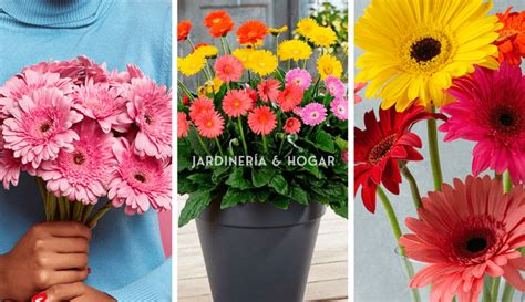 Cómo Cultivar Y Cuidar Margaritas Gerbera Jardinería Y Hogar